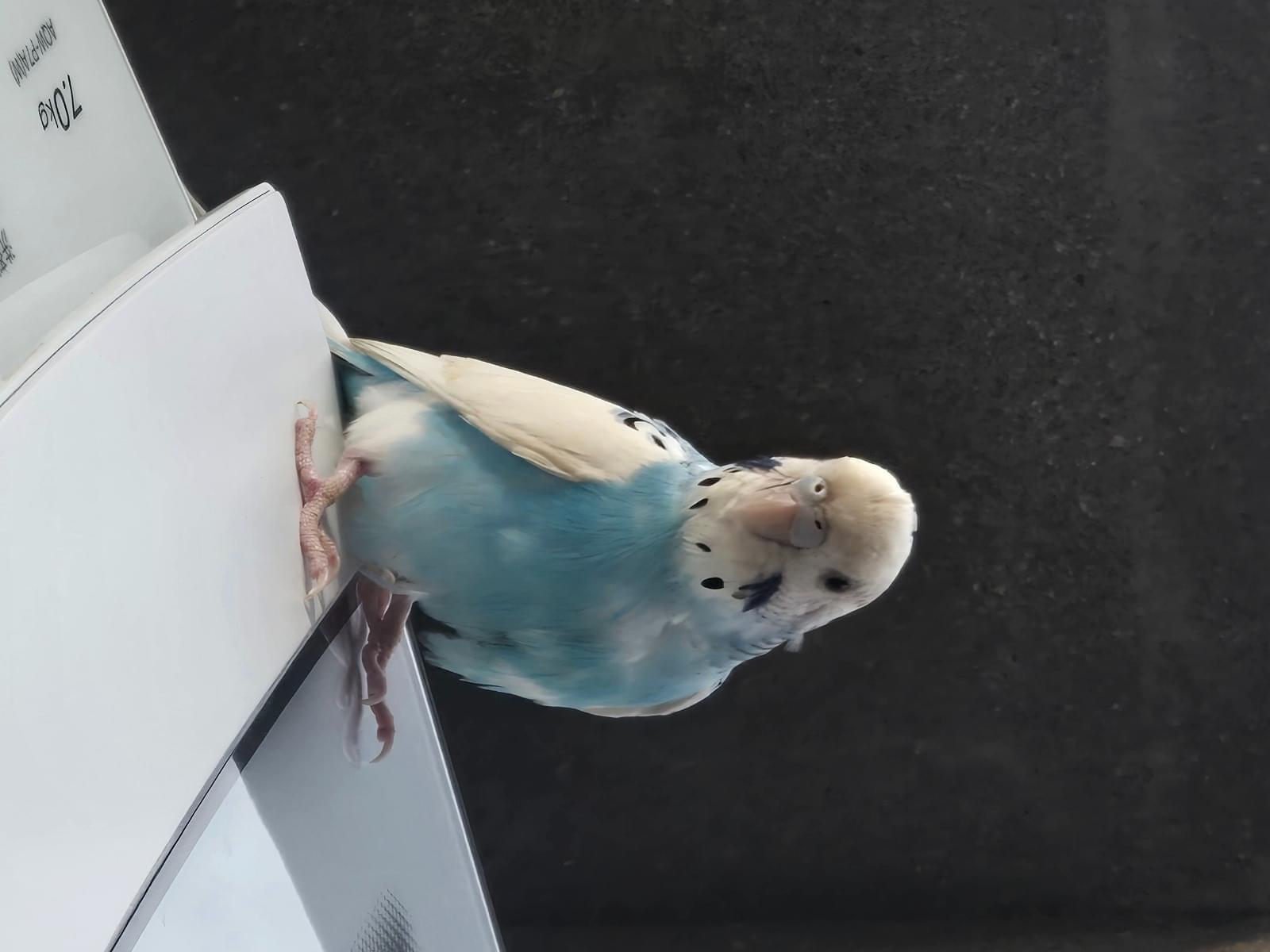 目撃された鳥 目撃された鳥
