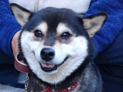保護された犬 保護された犬