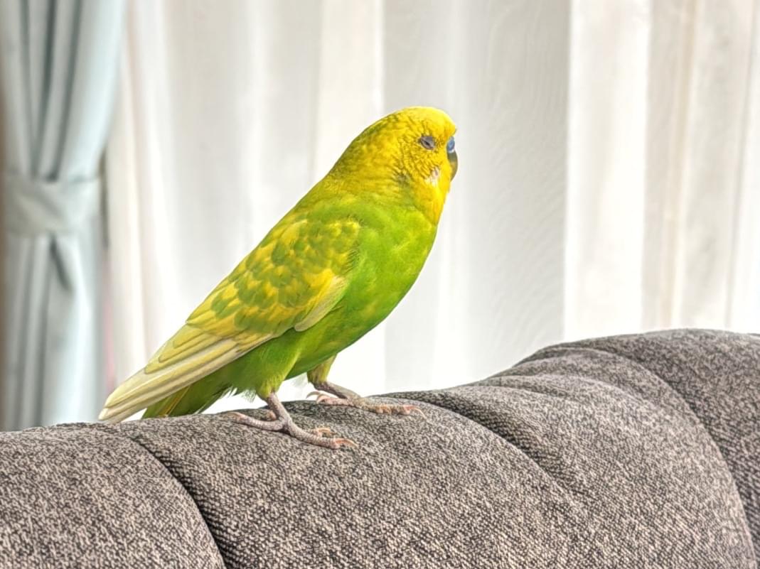 保護された鳥 保護された鳥