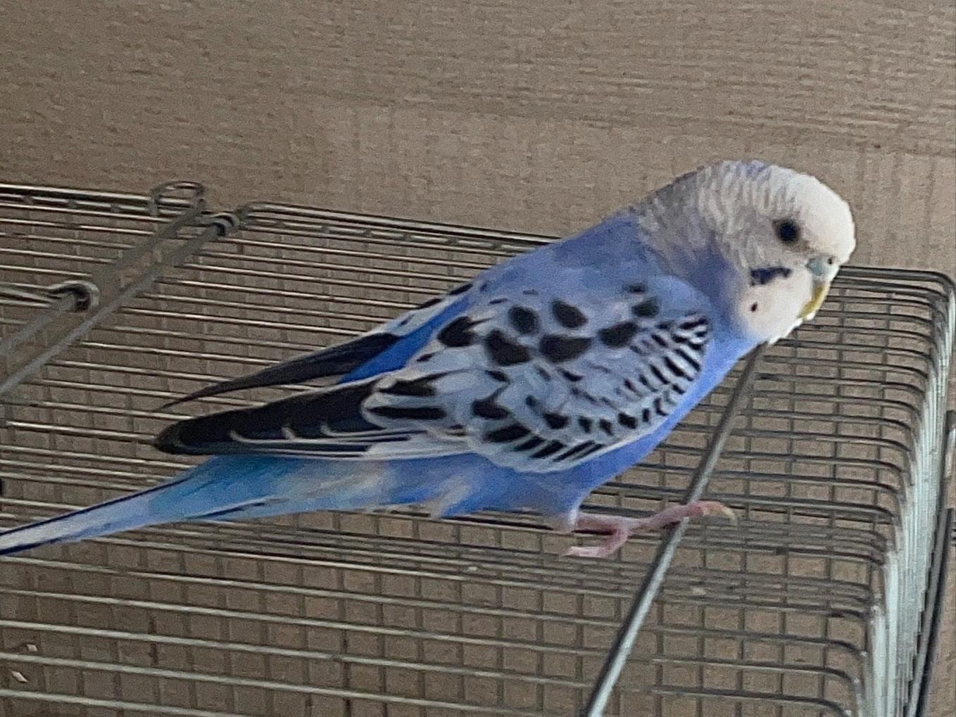 保護された鳥 保護された鳥