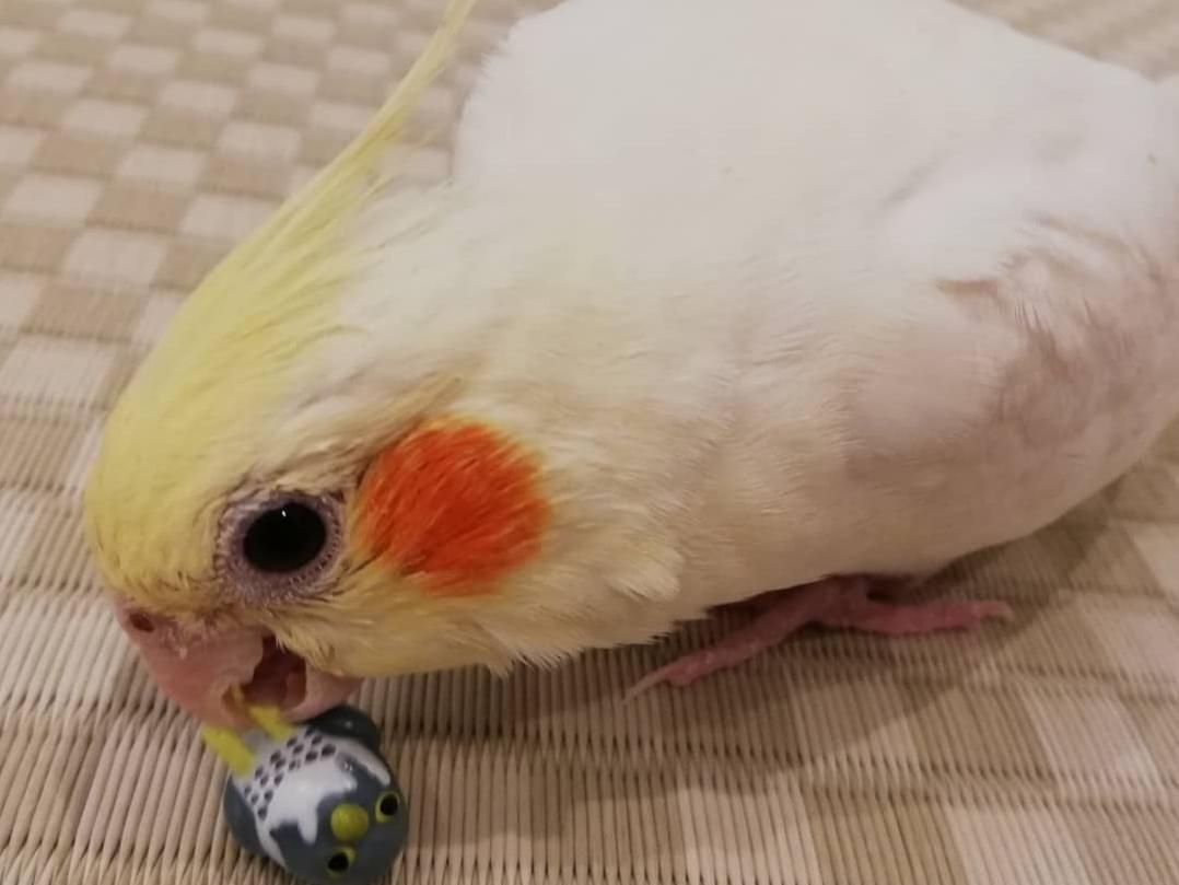 あーきちちゃん あーきちちゃん