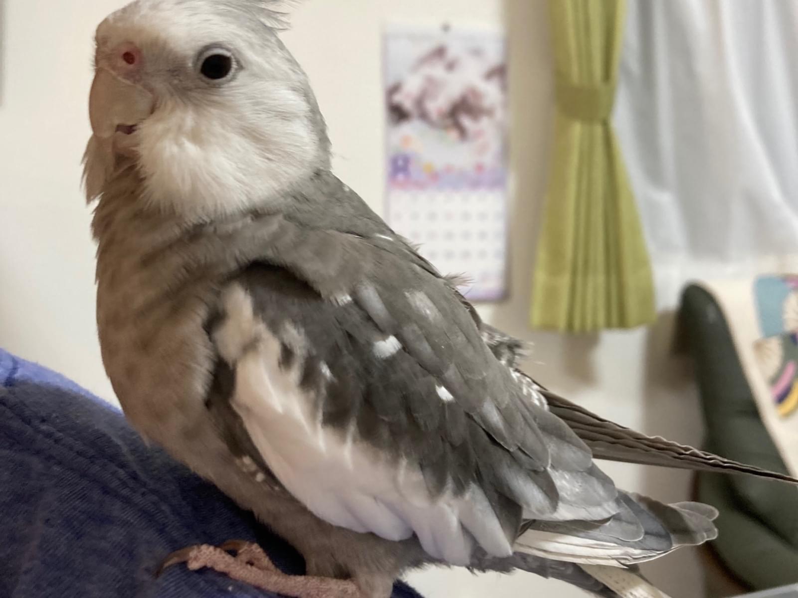 保護された鳥 保護された鳥