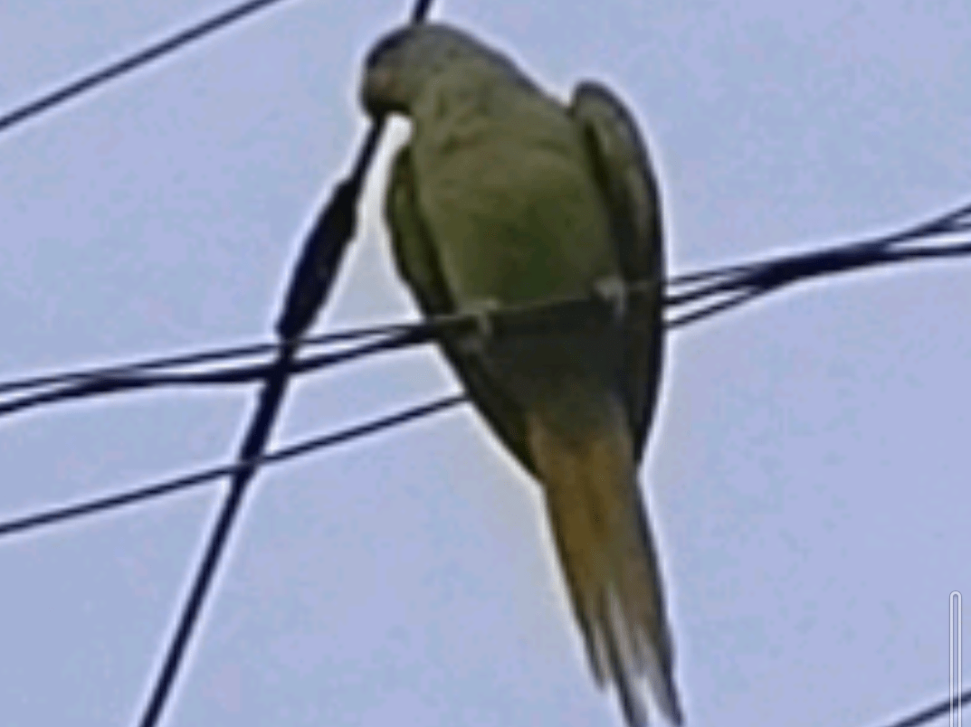 目撃された鳥 目撃された鳥