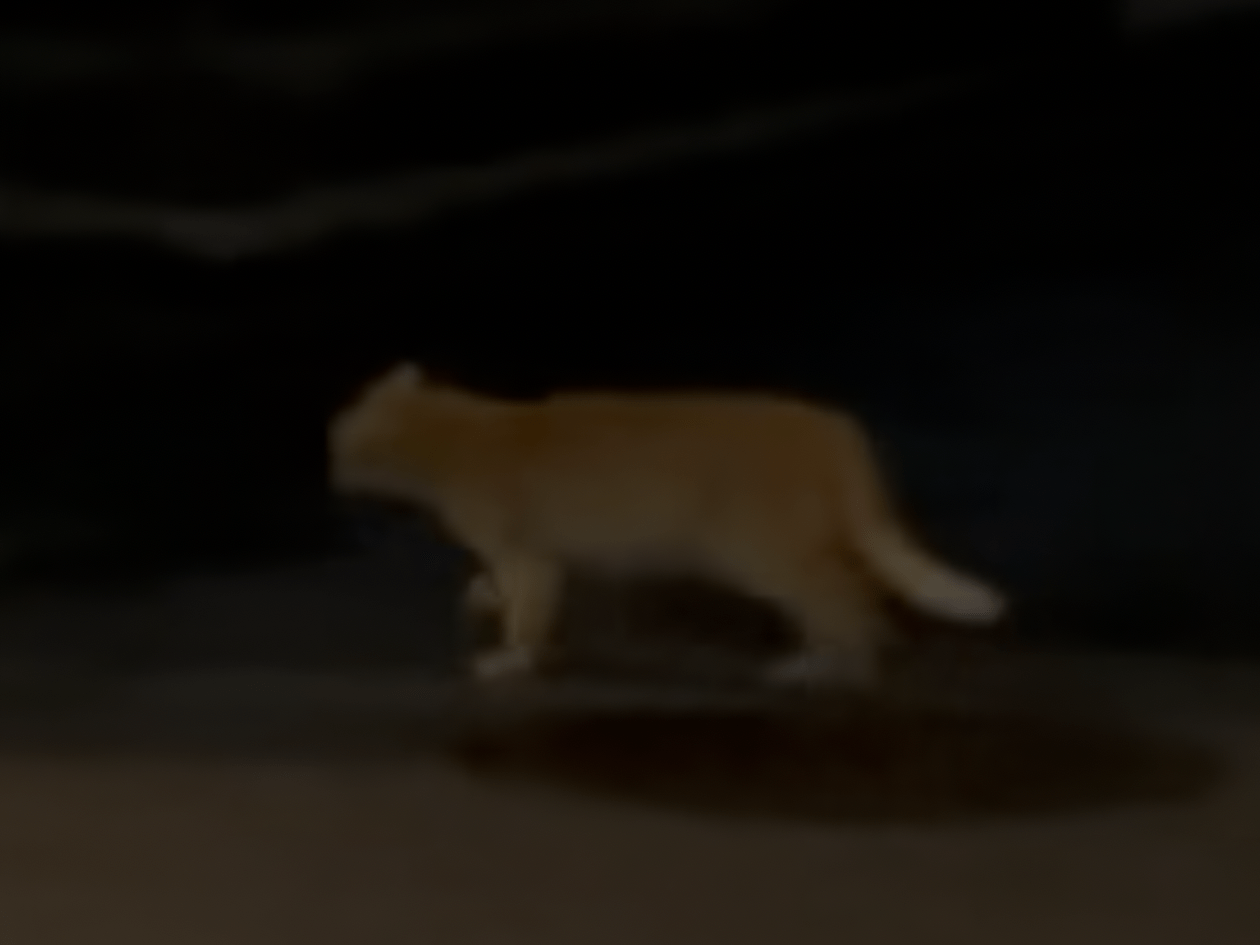 目撃された猫