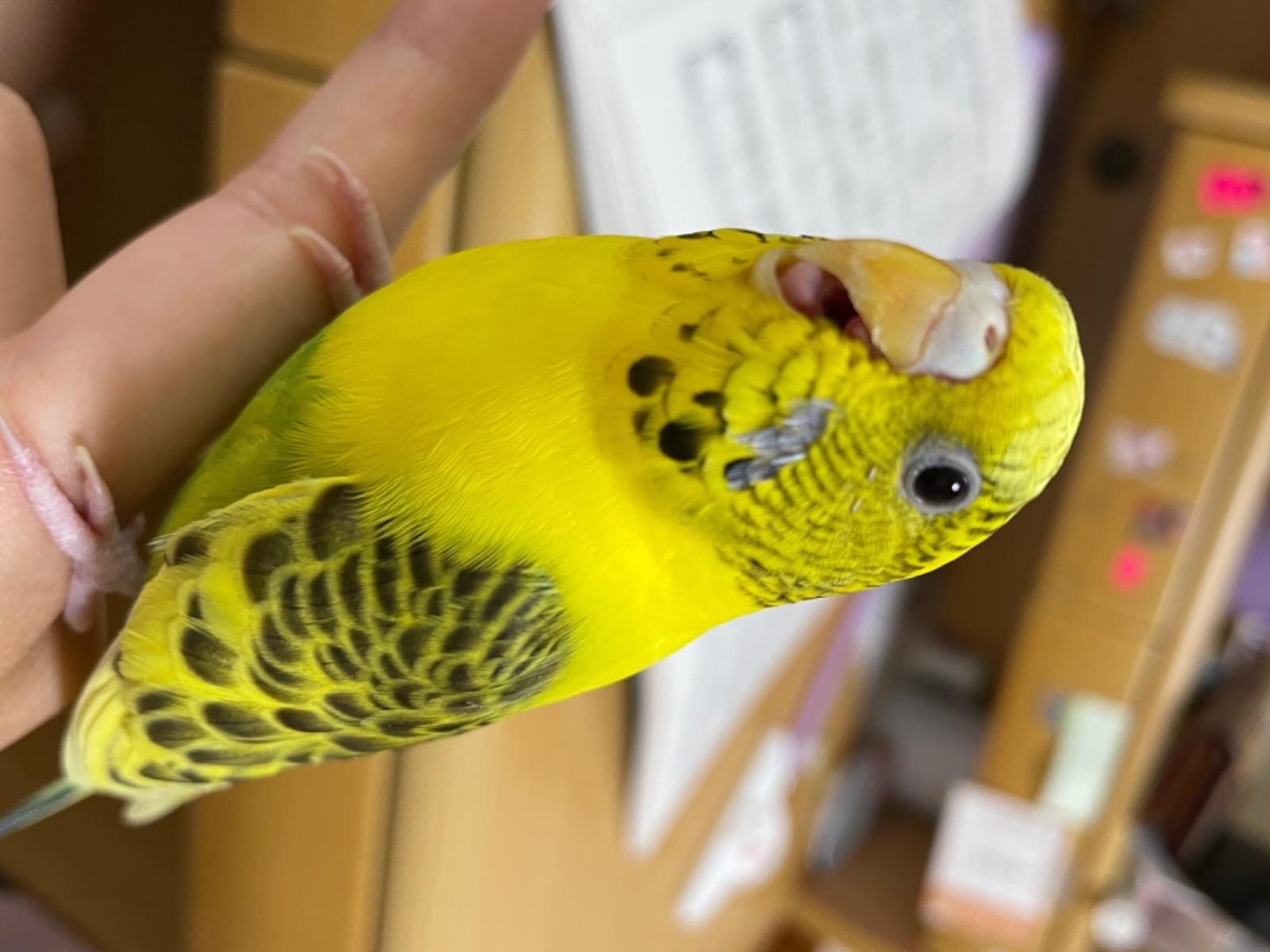 レモンちゃん レモンちゃん