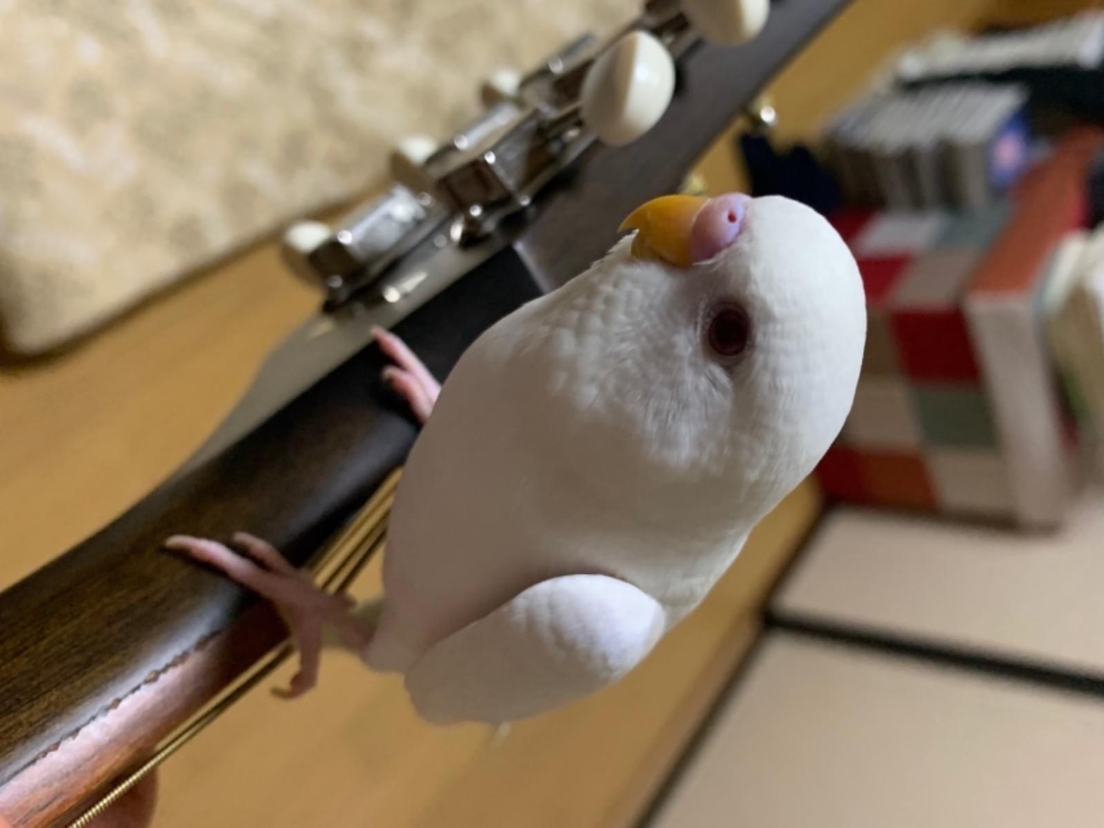 スノウちゃん スノウちゃん