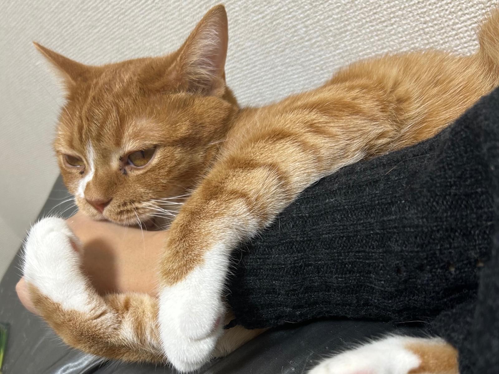 ラギーちゃん