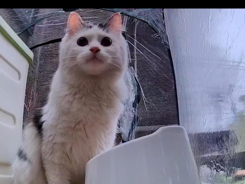 保護された猫 保護された猫