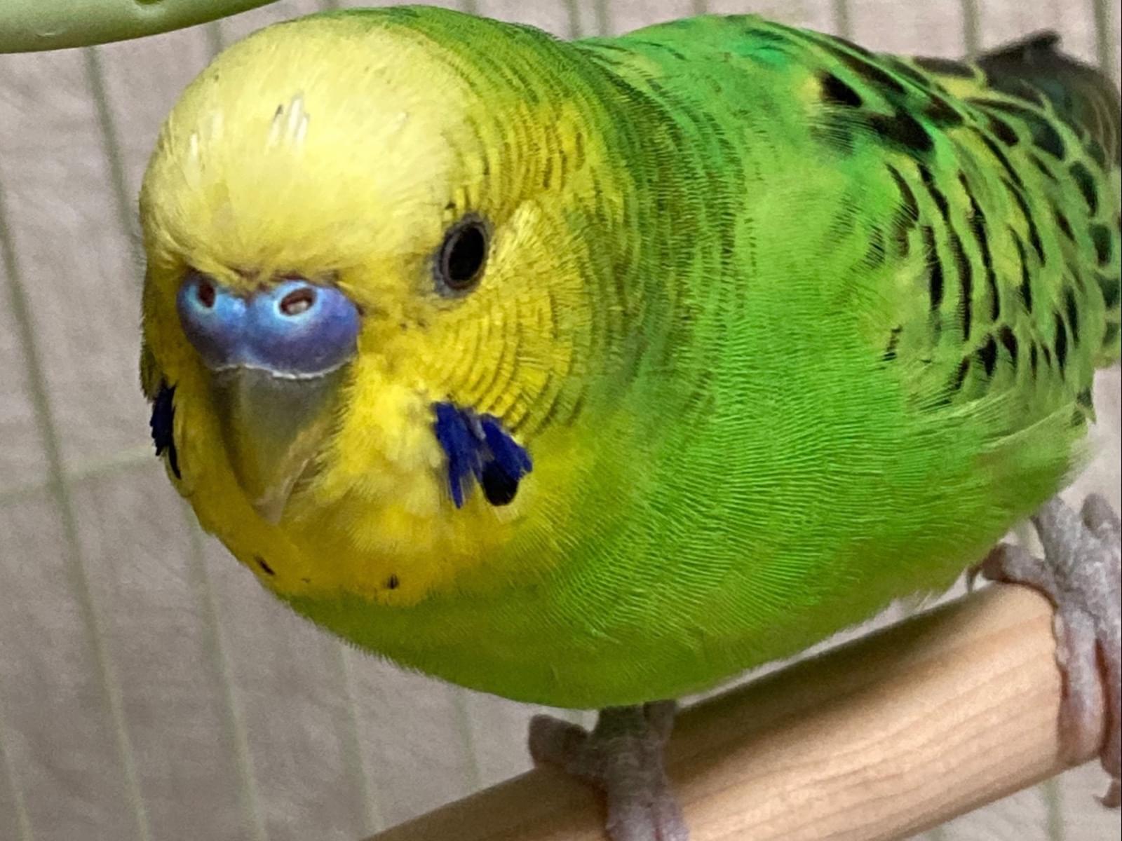 保護された鳥 保護された鳥