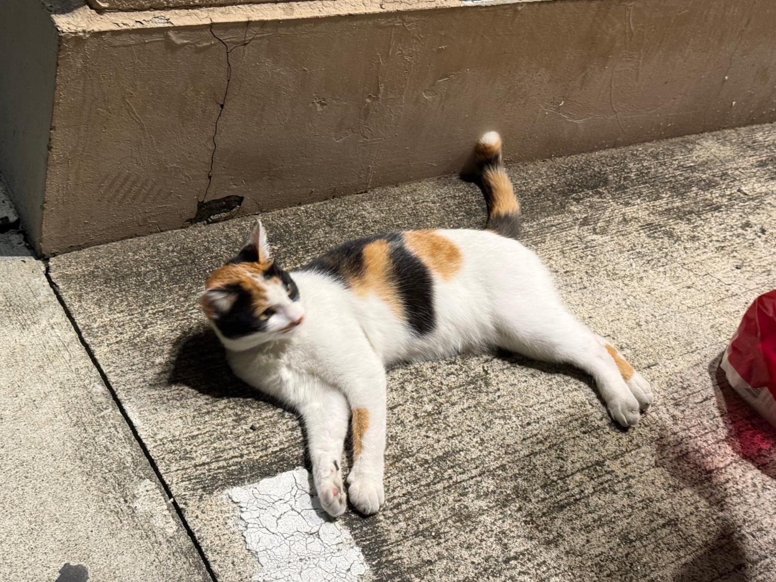 目撃された猫 目撃された猫