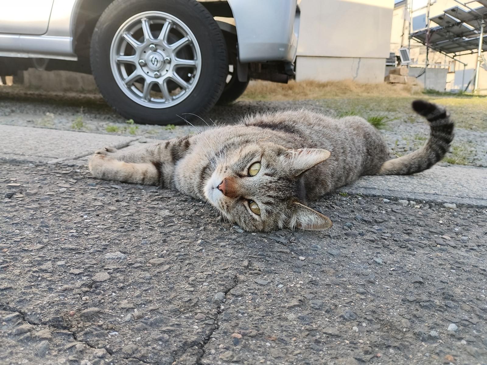目撃された猫