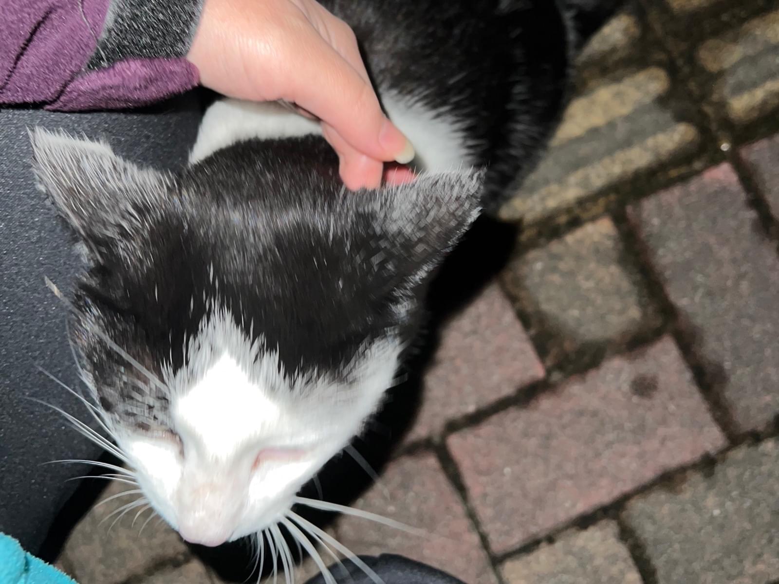 目撃された猫 目撃された猫