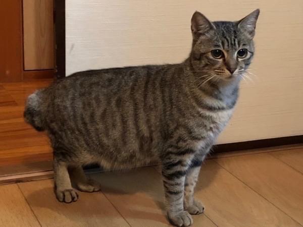 まろちゃん まろちゃん
