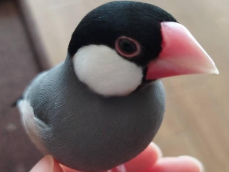 ウナちゃん ウナちゃん