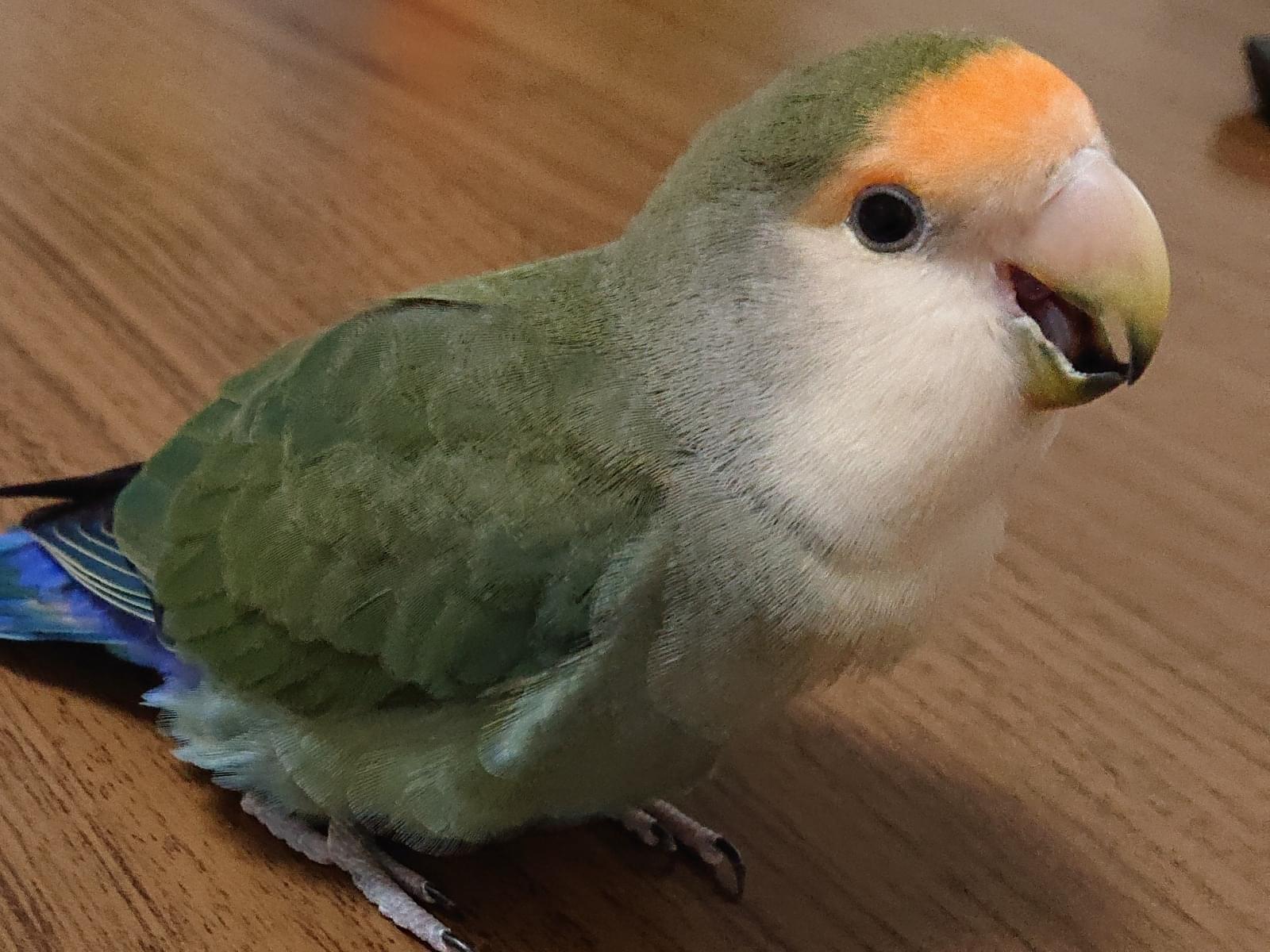 むぎちゃん むぎちゃん