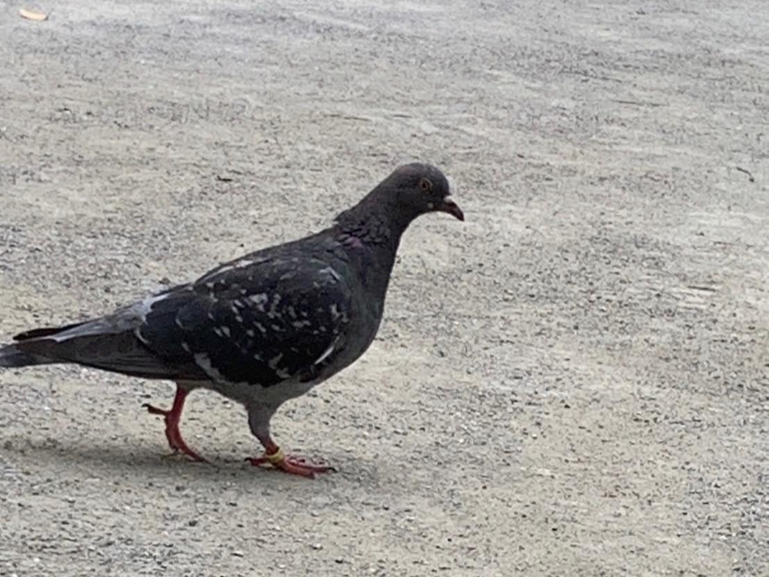 目撃された鳥 目撃された鳥