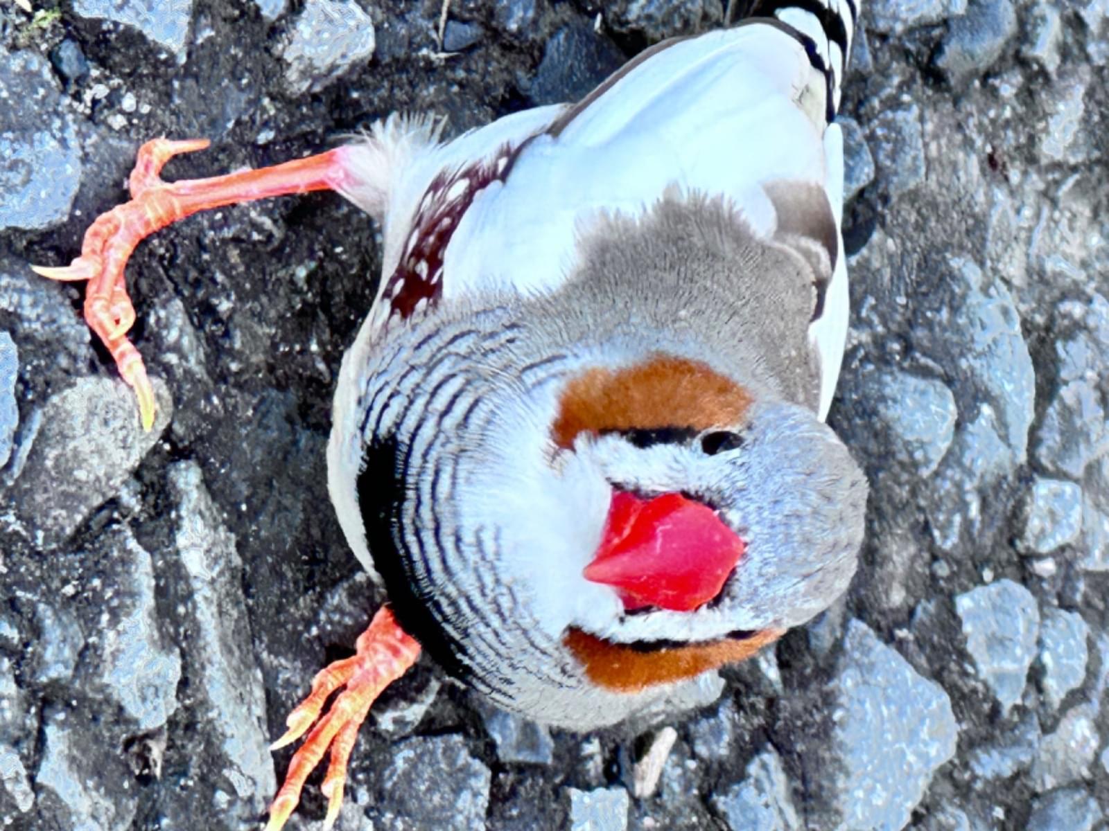 目撃された鳥 目撃された鳥