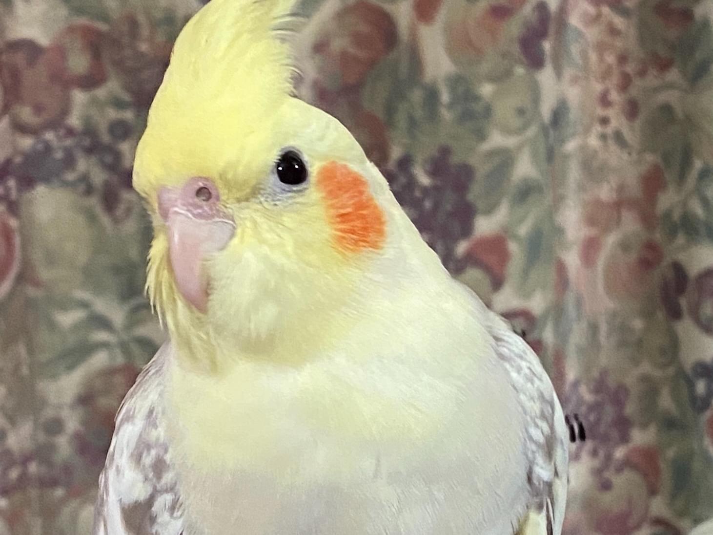 ちょこちゃん ちょこちゃん
