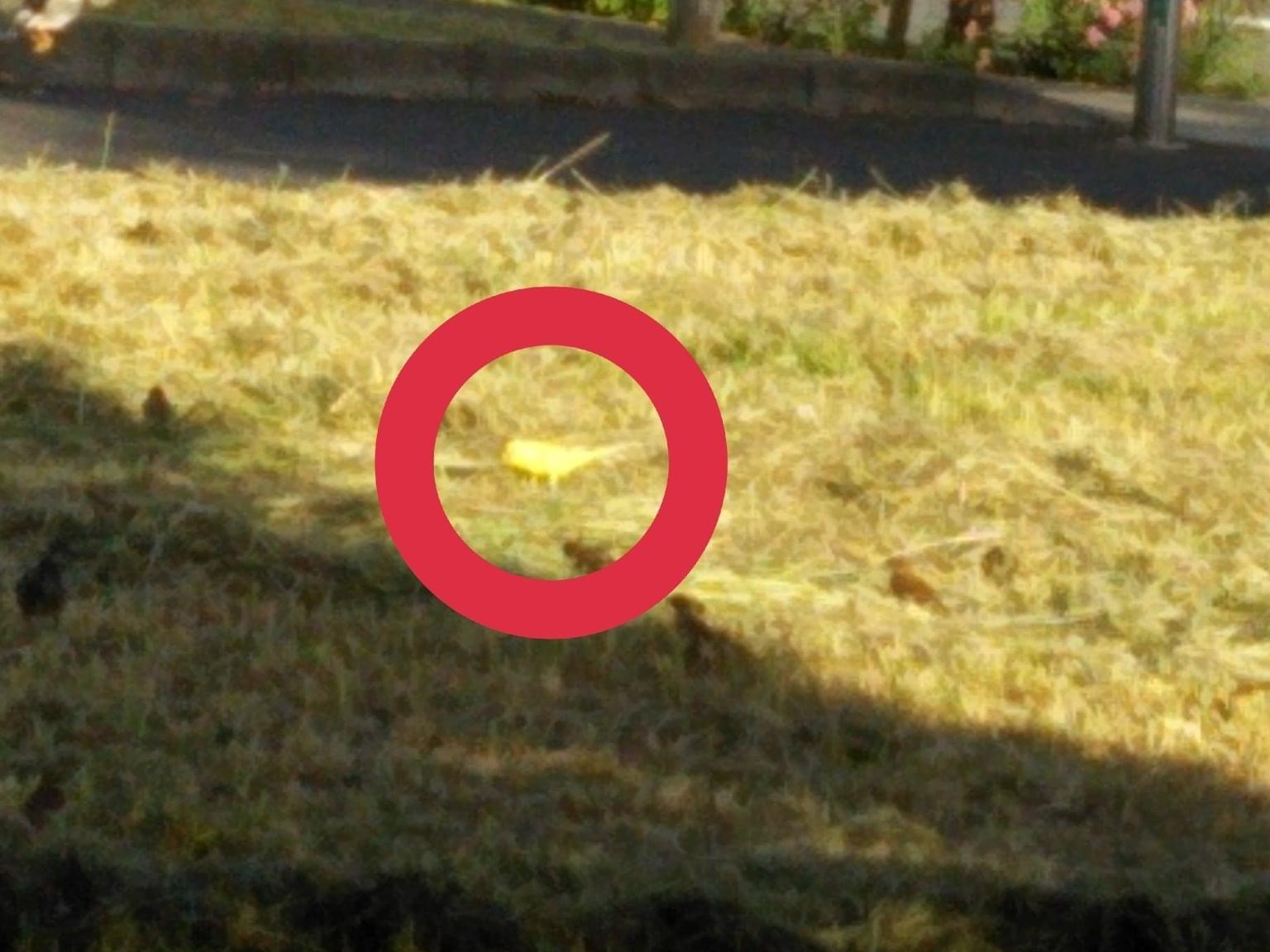 目撃された鳥 目撃された鳥