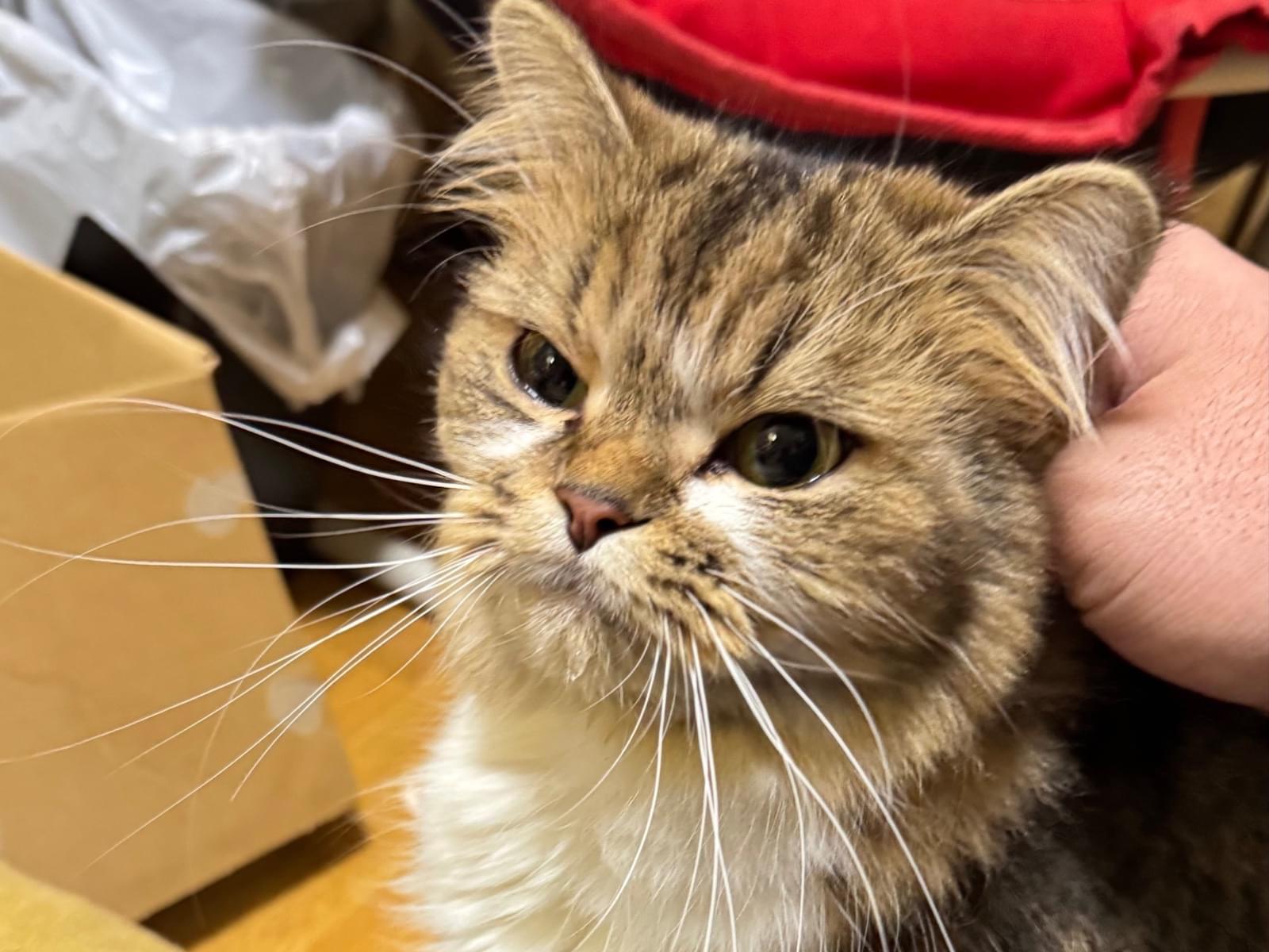 保護された猫 保護された猫