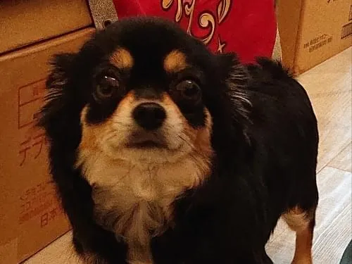 浦安市東野付近で行方不明の黒いチワワを探しています