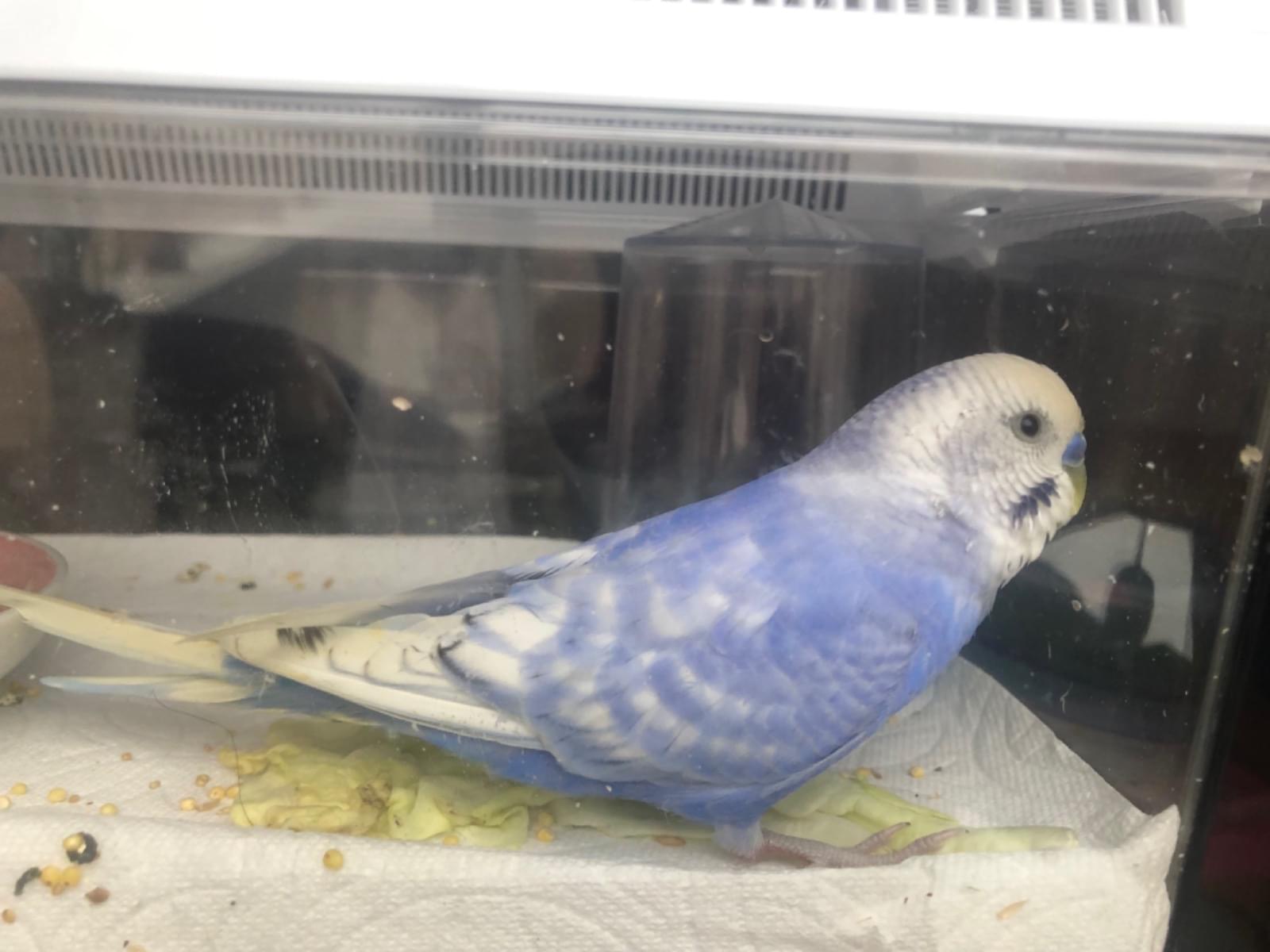 保護された鳥 保護された鳥