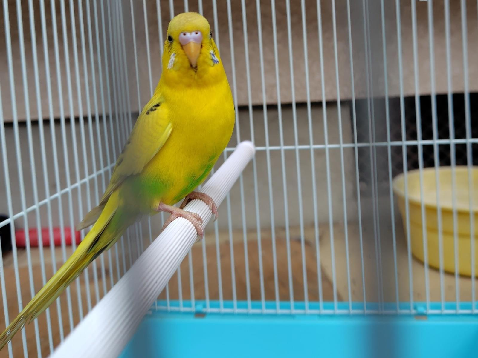 保護された鳥 保護された鳥