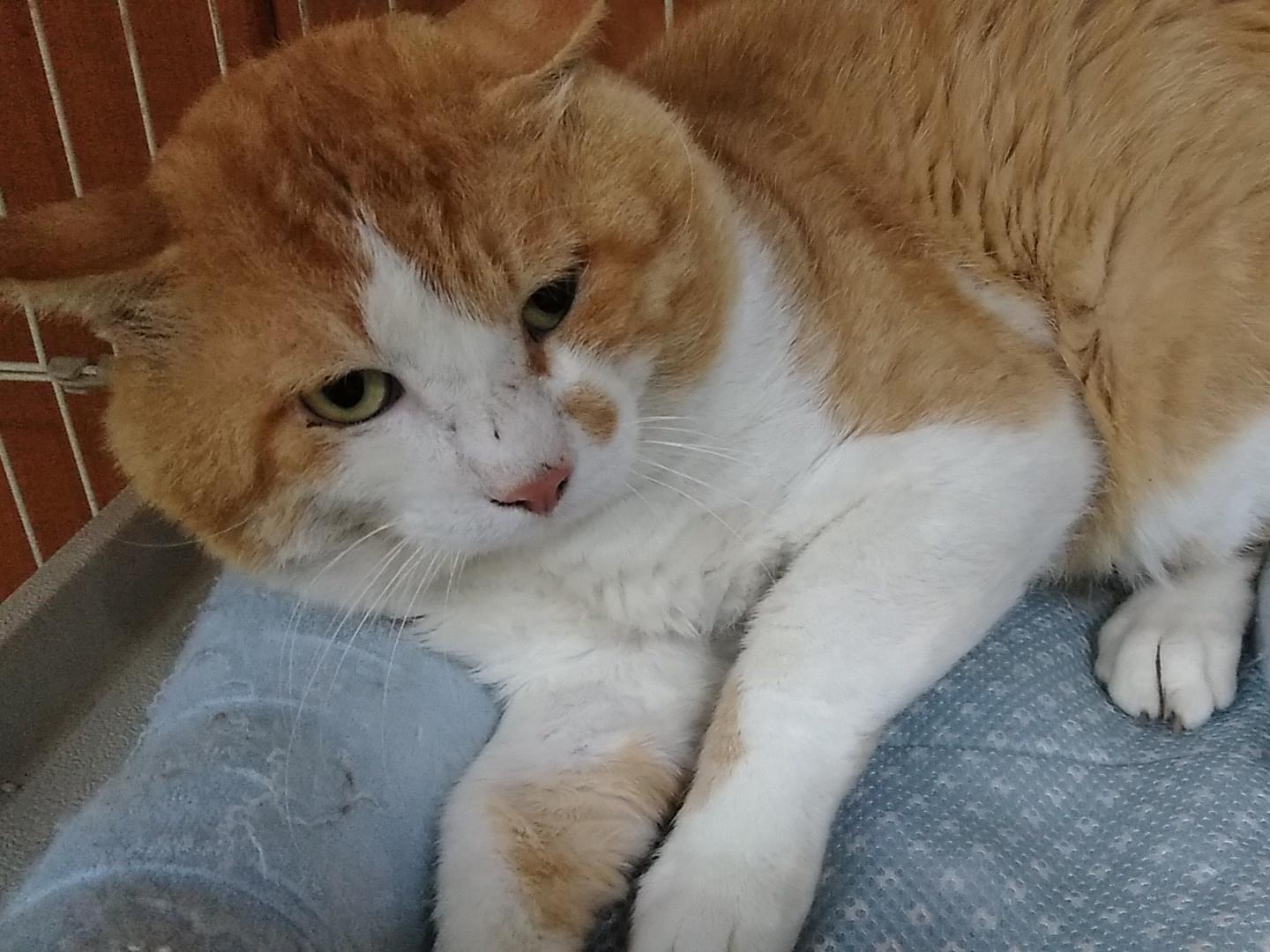 まだありませんちゃん まだありませんちゃん
