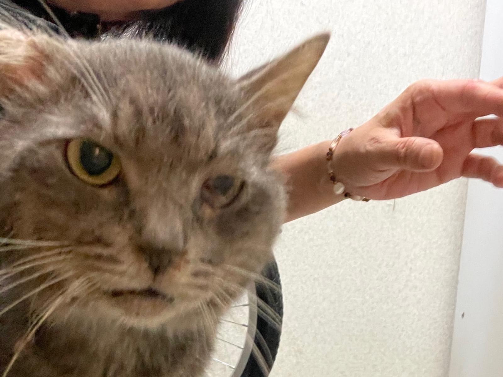 保護された猫 保護された猫