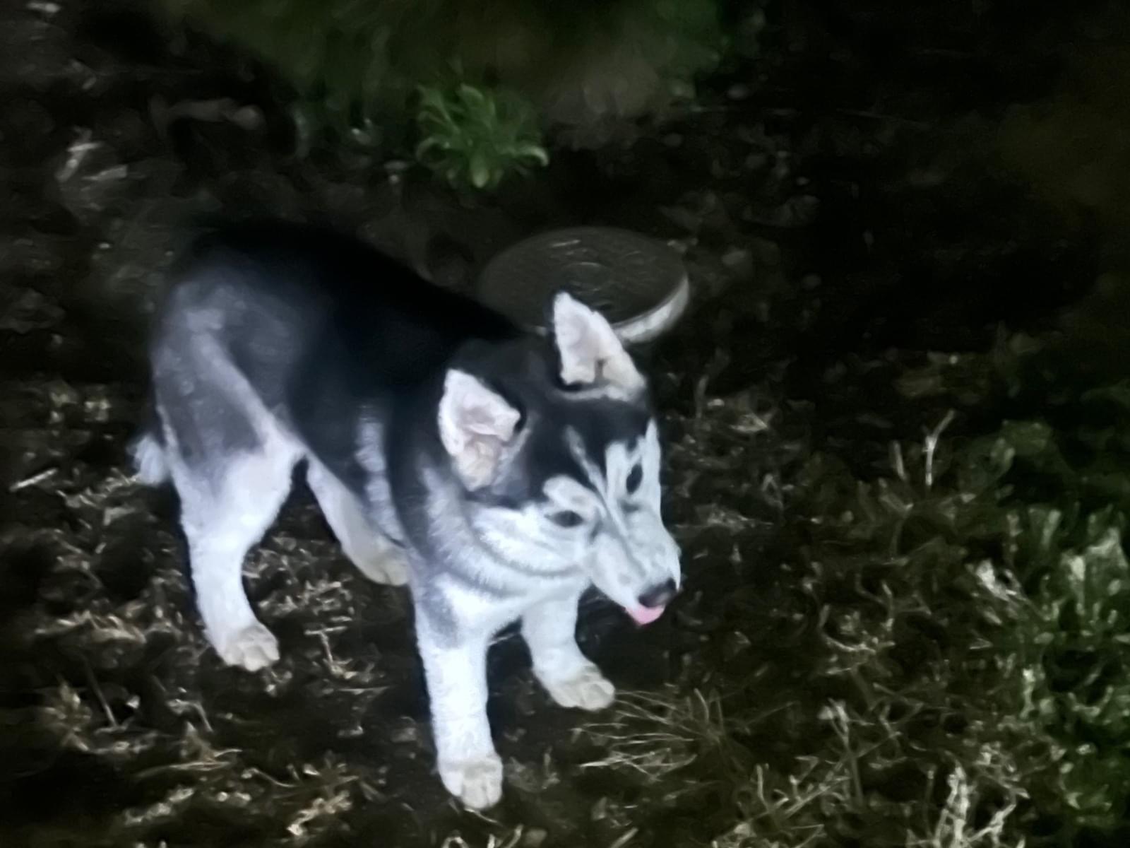 目撃された犬 目撃された犬