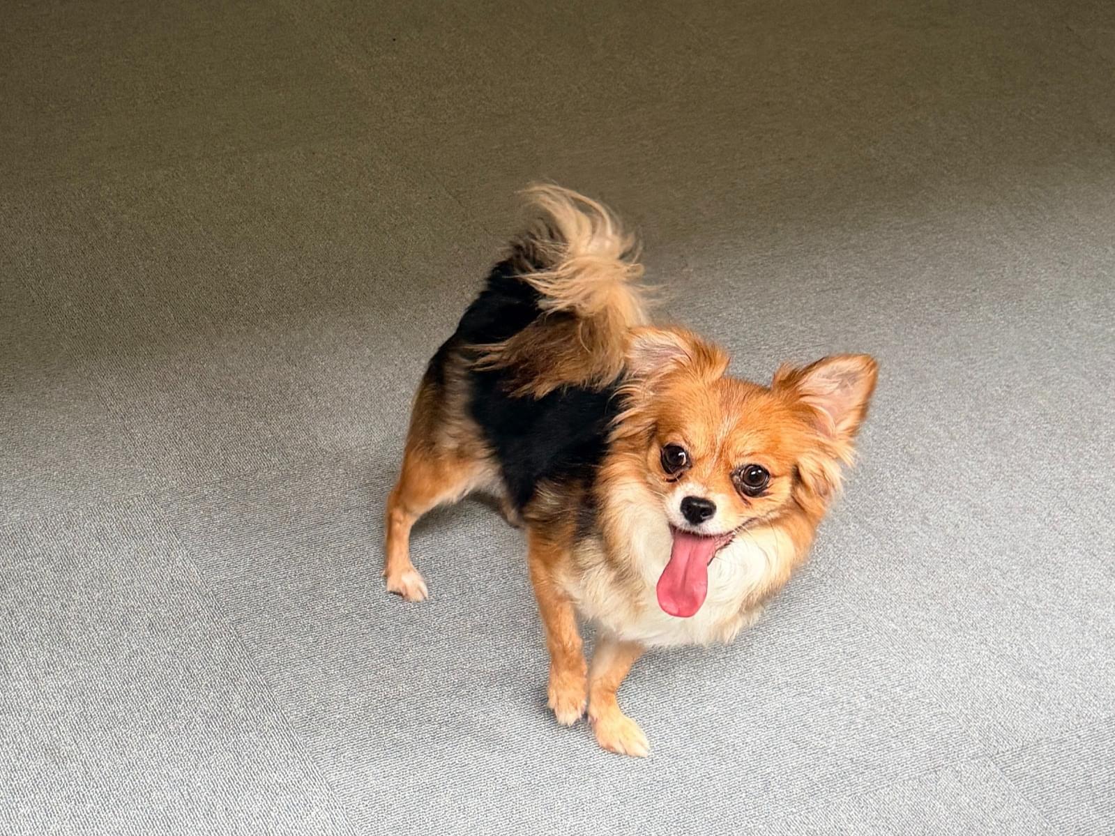 保護された犬