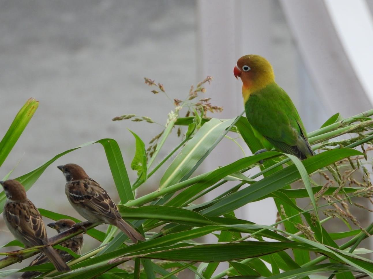 目撃された鳥 目撃された鳥