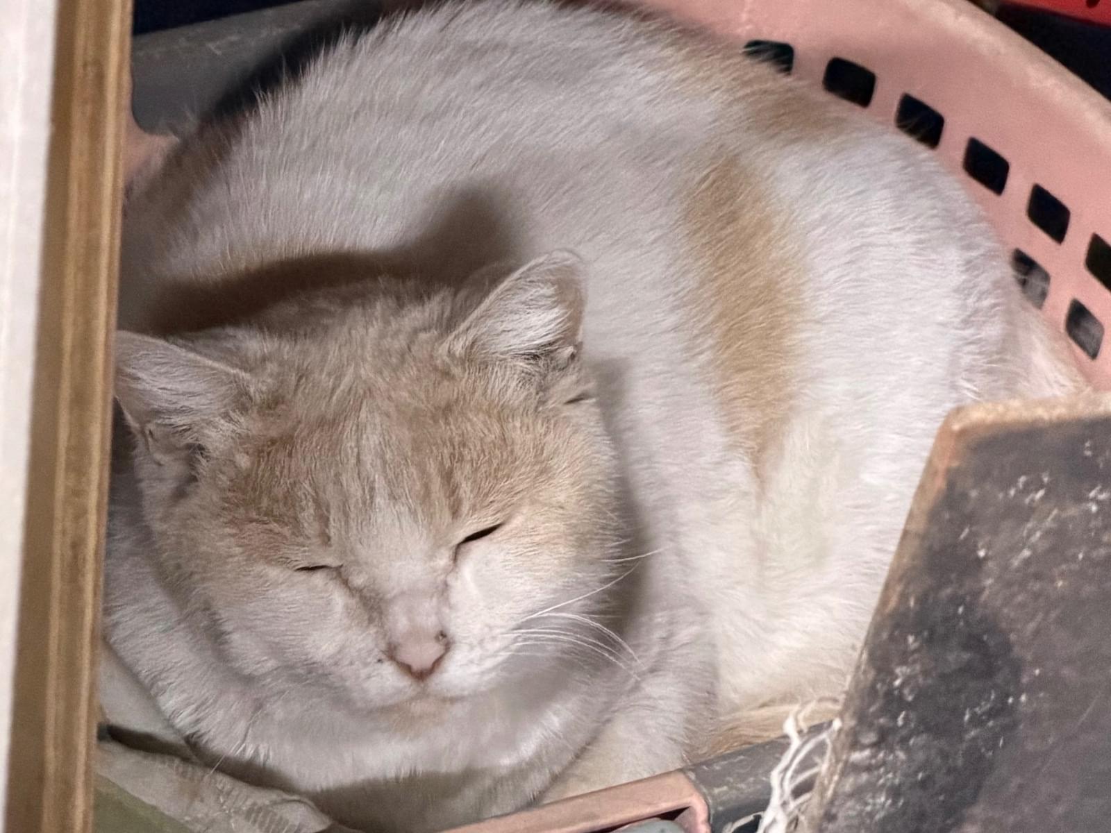 目撃された猫 目撃された猫