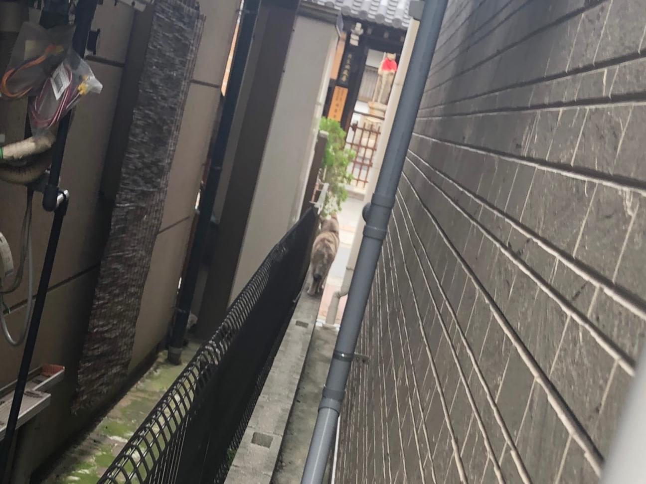 目撃された猫 目撃された猫