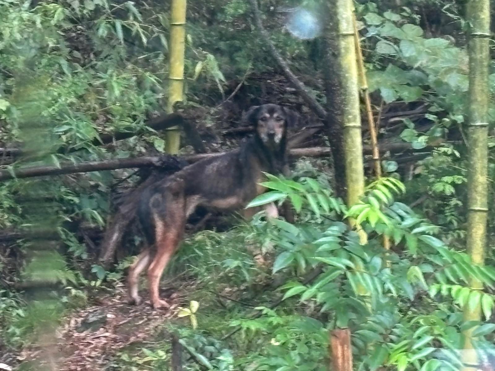 目撃された犬