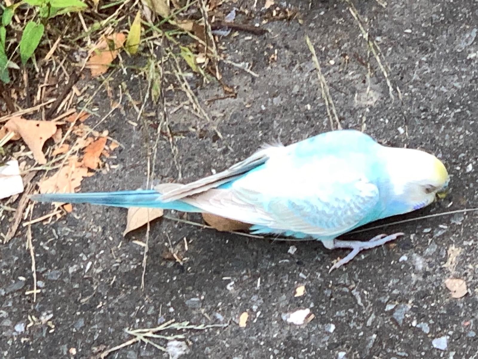 目撃された鳥 目撃された鳥