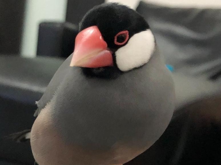 ぴっぴちゃん ぴっぴちゃん
