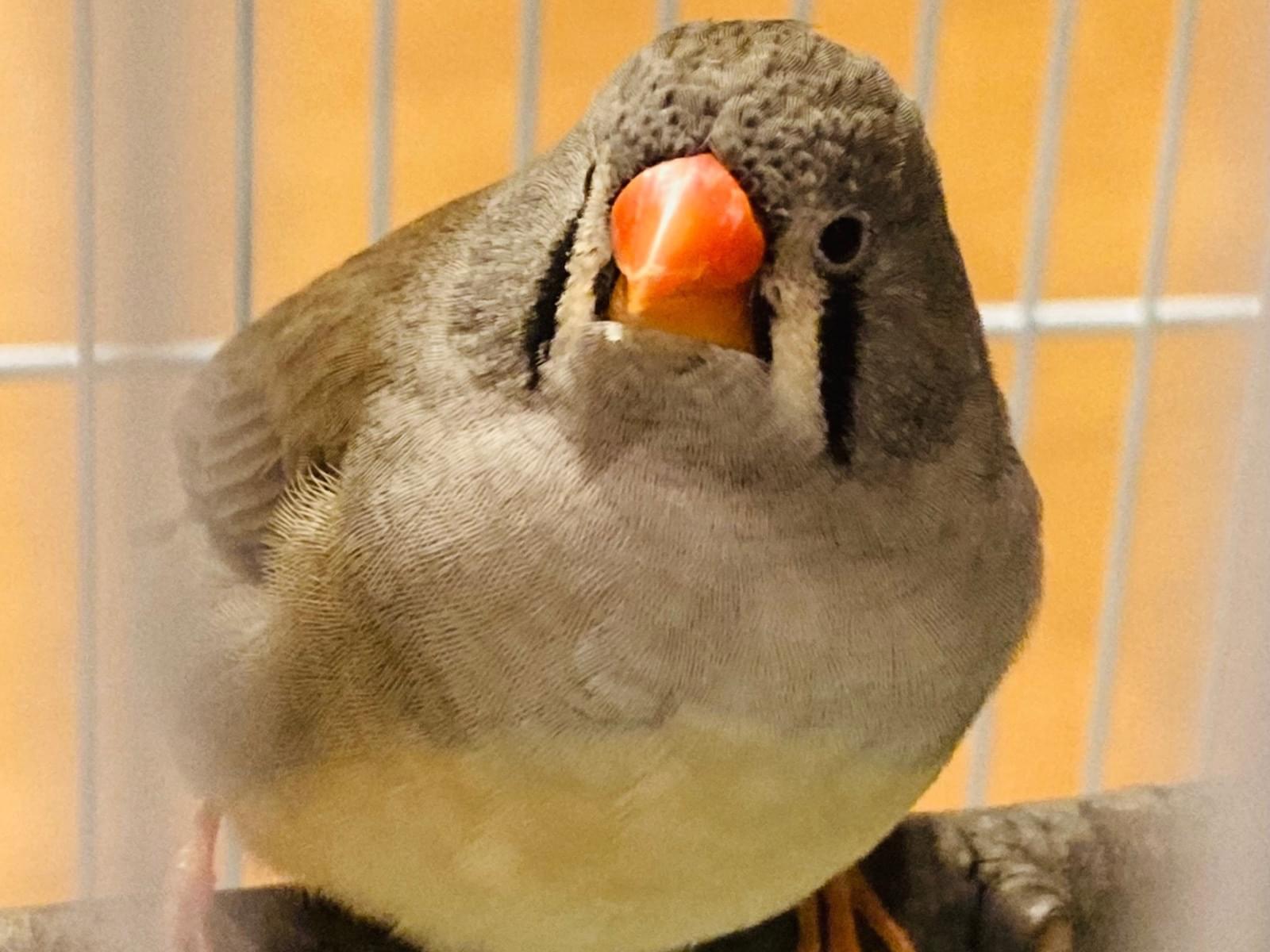 保護された鳥 保護された鳥