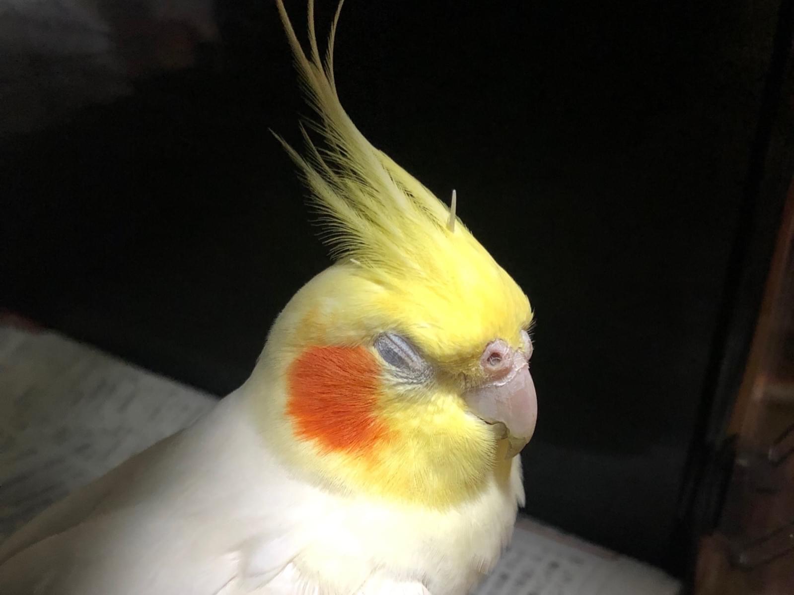 保護された鳥 保護された鳥