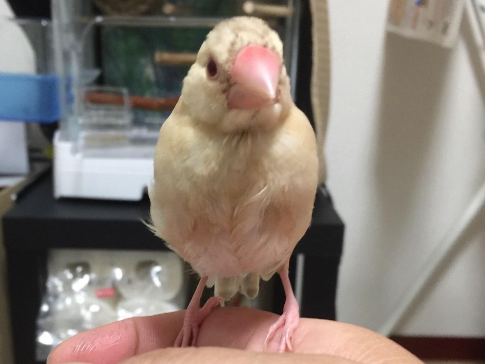 もんちゃん もんちゃん