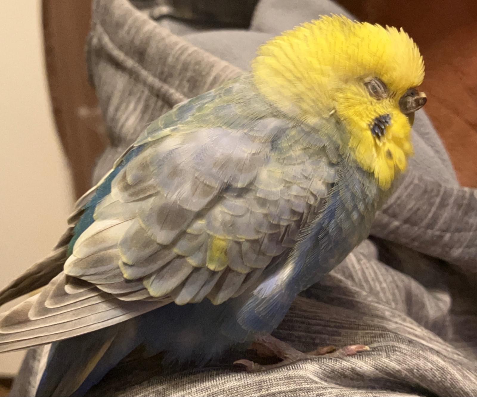 頭は黄色で胴体は水色のセキセイインコを探してます