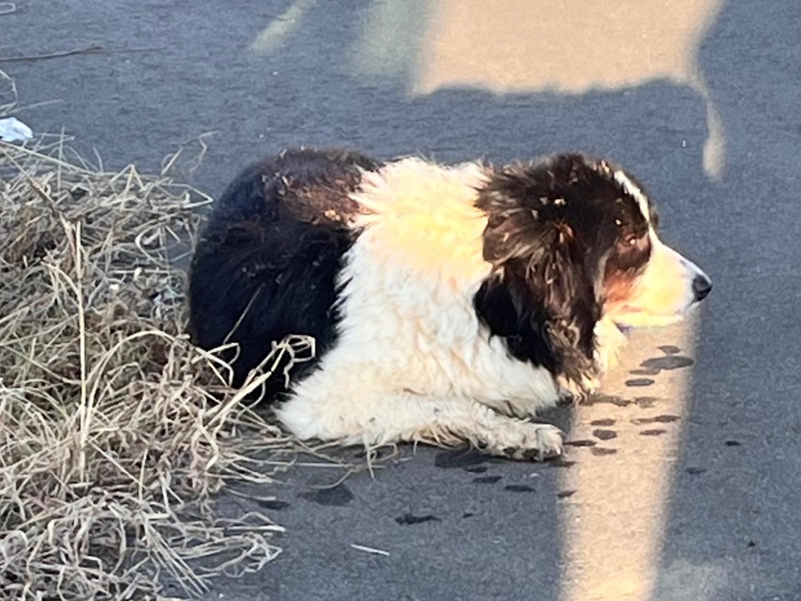 目撃された犬 目撃された犬