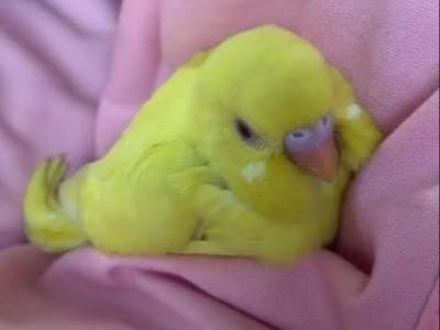 ぴーちゃん ぴーちゃん