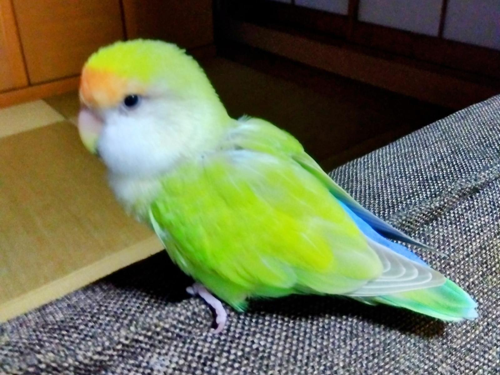 ピッちゃん ピッちゃん