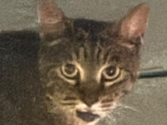 目撃された猫 目撃された猫