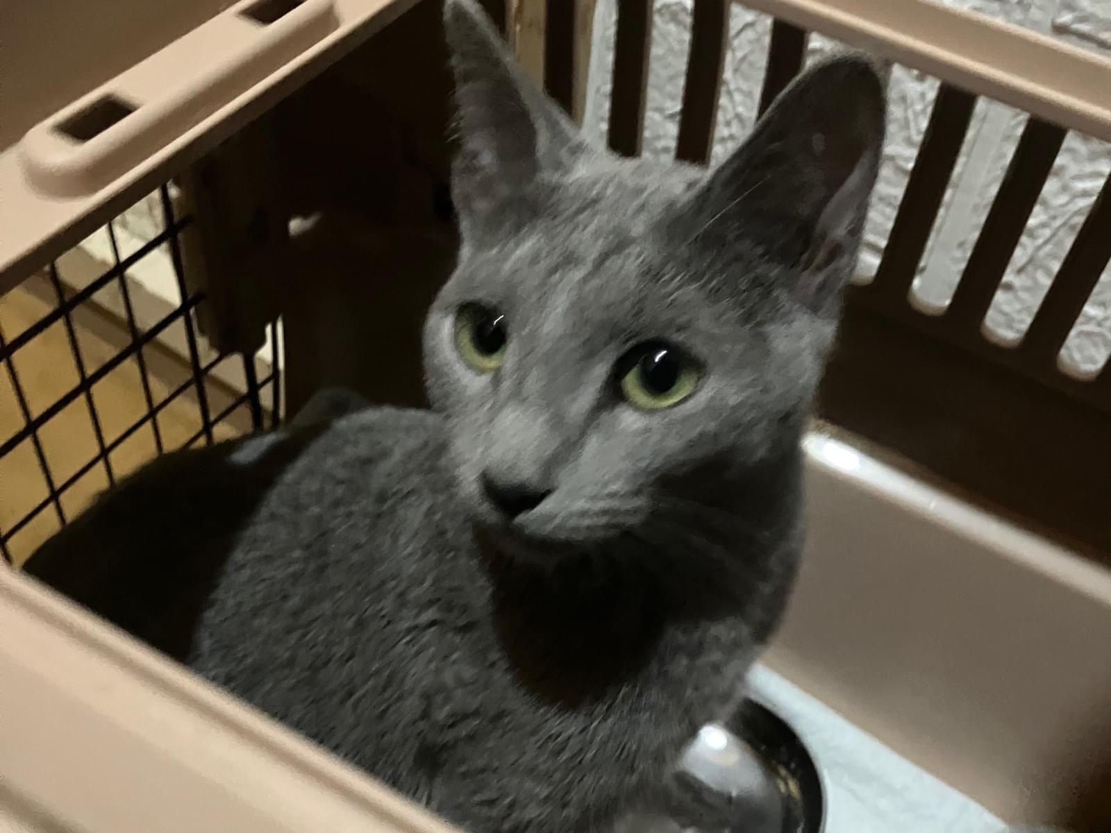 保護された猫 保護された猫