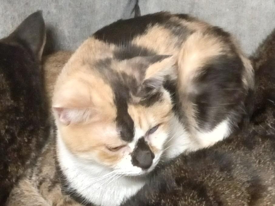 ミケランちゃん ミケランちゃん