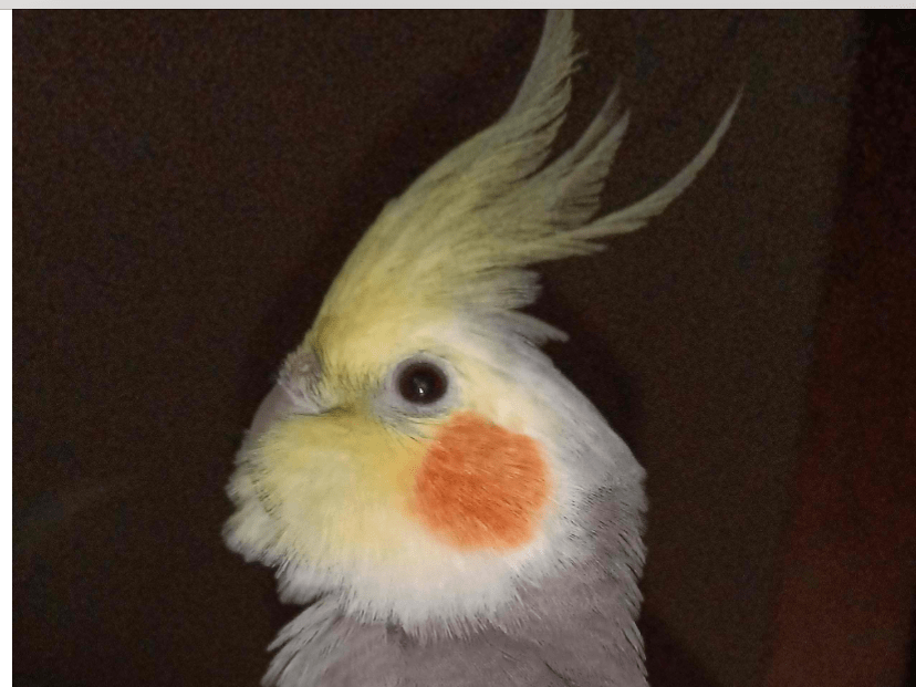 ももちゃん ももちゃん