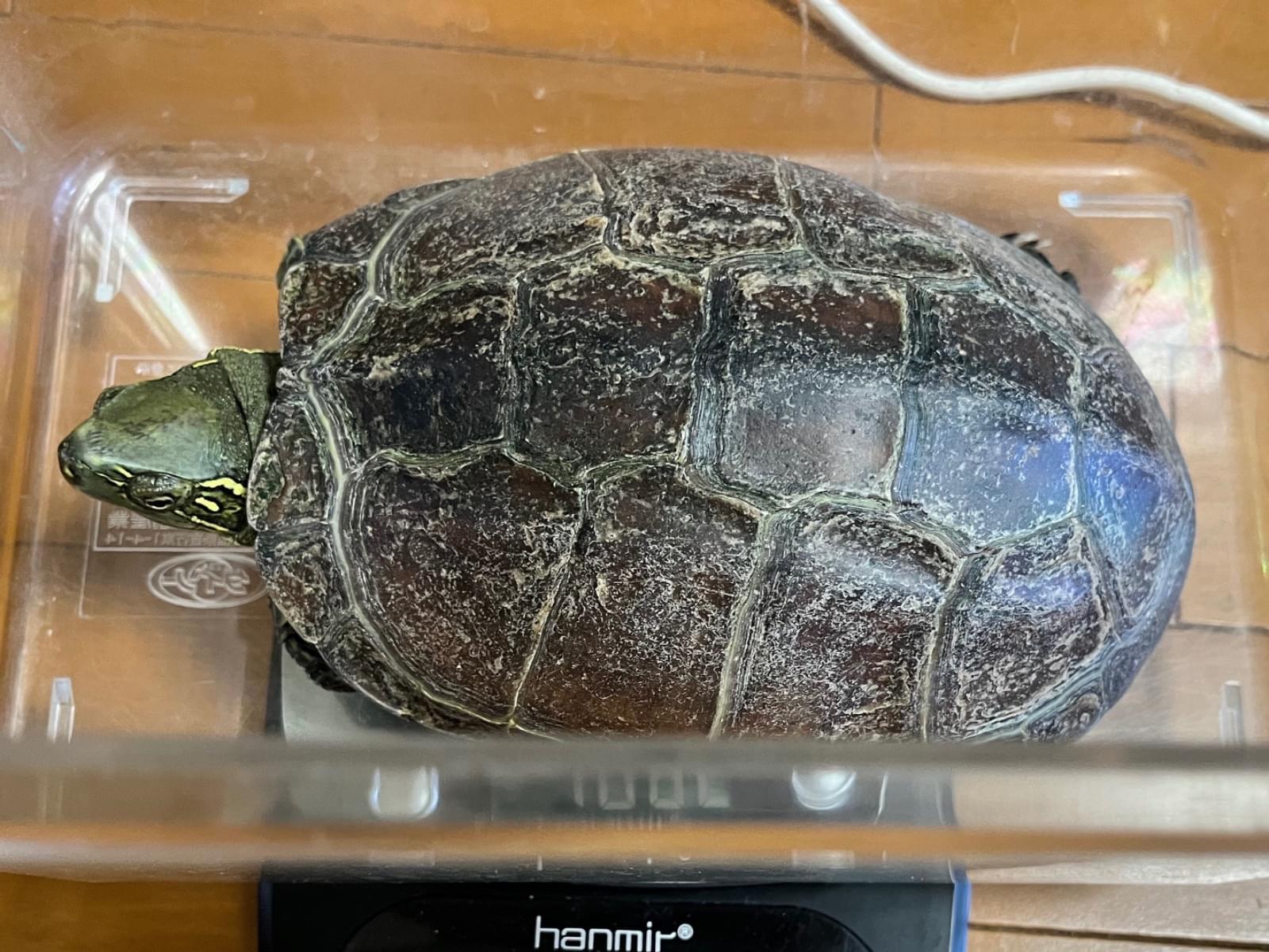 ルドルフちゃん