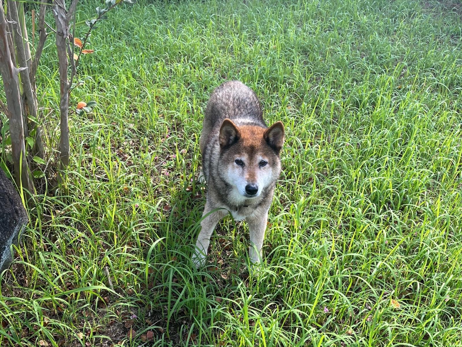 目撃された犬 目撃された犬